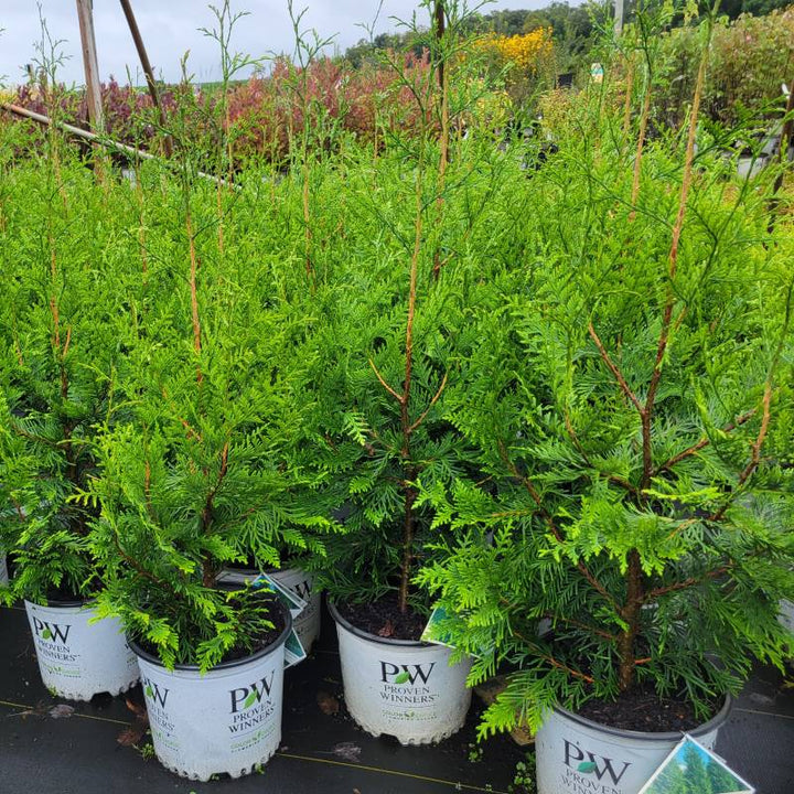Thuja plicata Spring Grove® (Arborvitae) grown in 3-gallon containers here at Unity Nursery