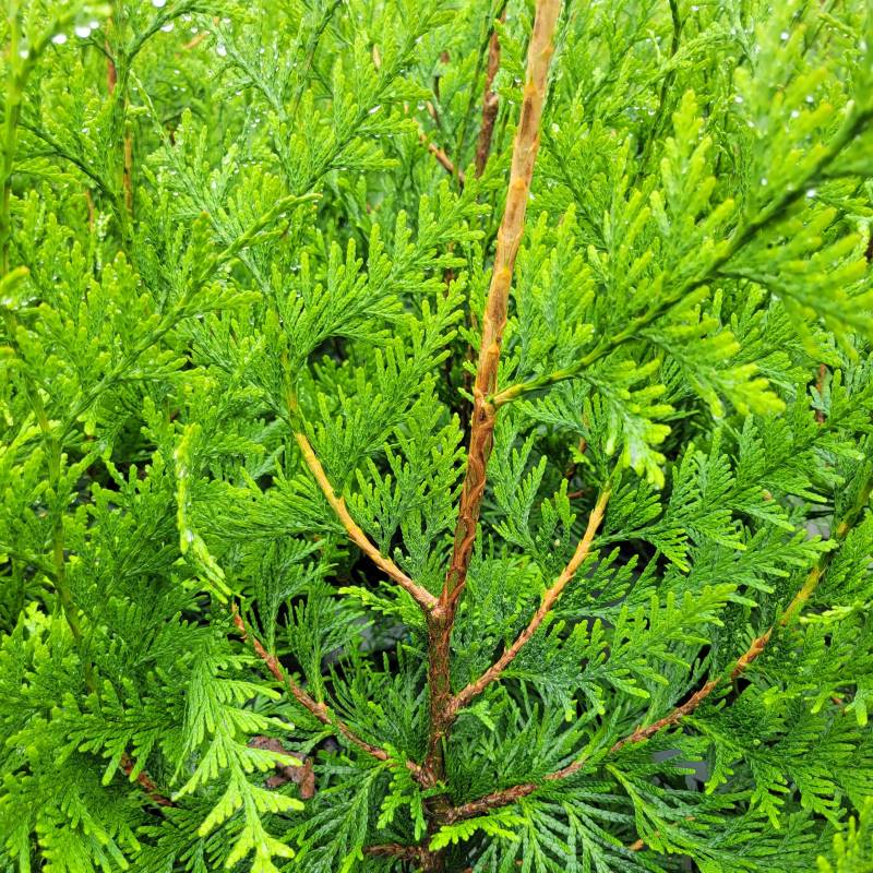 Close-up of the feathery, scaly foliage of Thuja plicata Spring Grove® (Arborvitae)