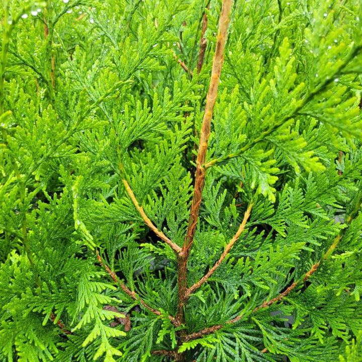 Close-up of the feathery, scaly foliage of Thuja plicata Spring Grove® (Arborvitae)