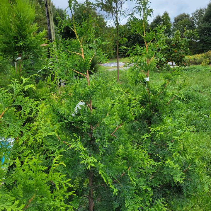 A photo of the airy structure of Thuja plicata x standishii 'Virginian'