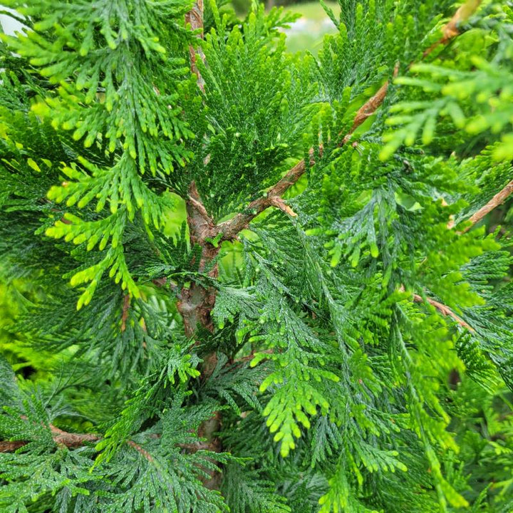 A close-up photo of the scaley, green foliage of Thuja plicata x standishii Virginian