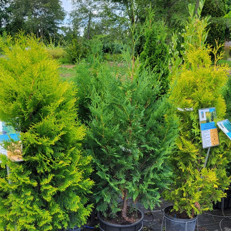 A photo of the upright structure of a 'Nigra' arborvitae (Thuja occidentalis) grown in a 7-gallon container