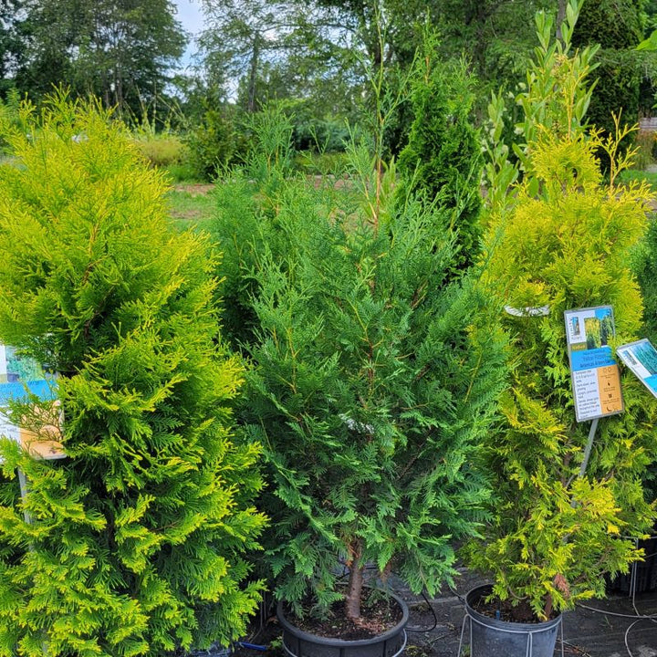 A photo of the upright structure of a 'Nigra' arborvitae (Thuja occidentalis) grown in a 7-gallon container