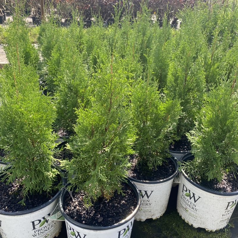 Green foliage of Thuja occidentalis Full Speed A Hedge North Pole in white Proven Winner pots