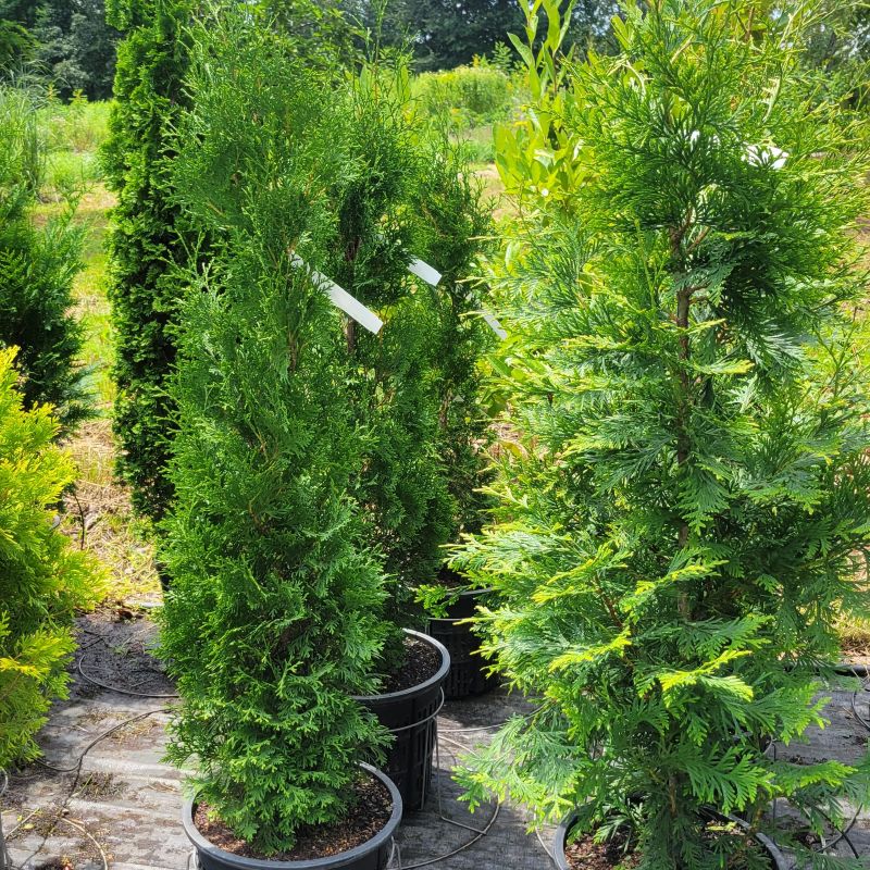 A photo of several 'Thin Man' arborvitae (left) compared to a wider arborvitae (right)