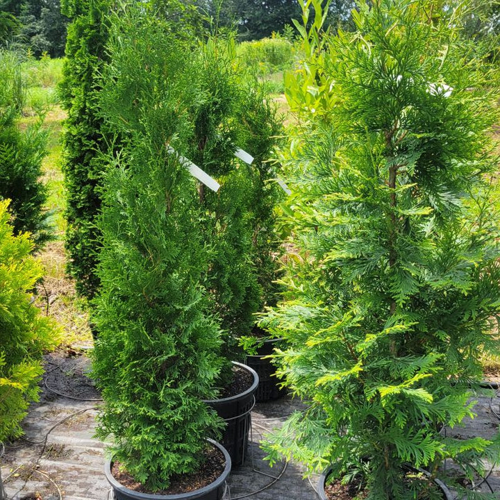 A photo of several 'Thin Man' arborvitae (left) compared to a wider arborvitae (right)