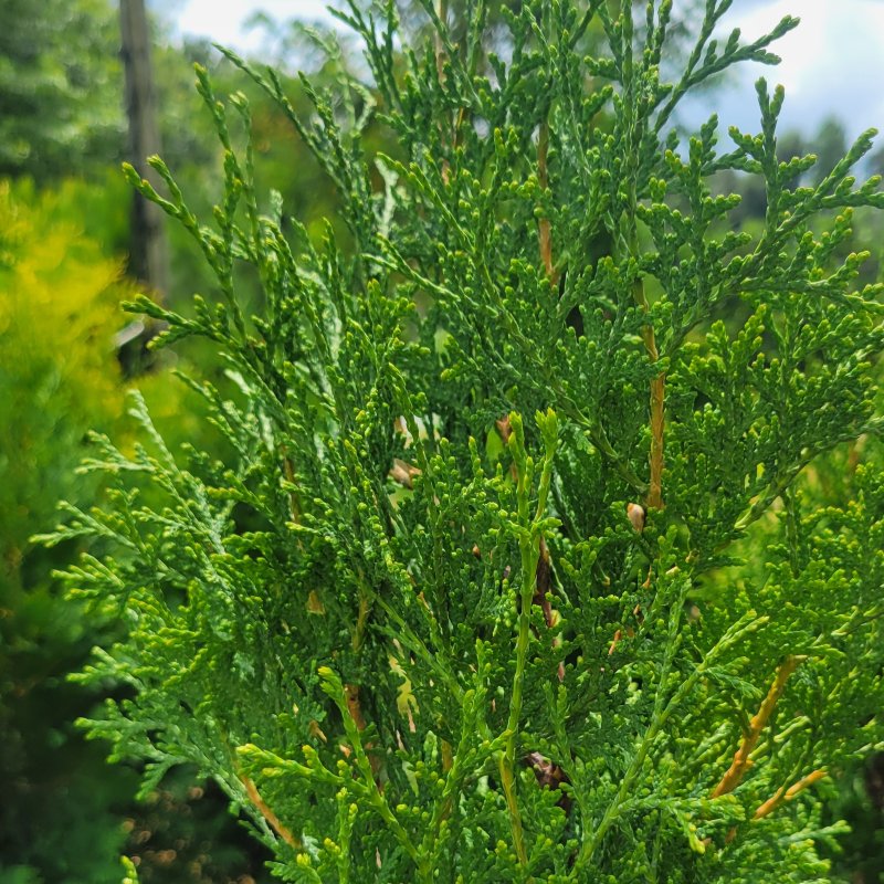 A close-up photo of the green, scaly foliage of Thuja occidentalis 'Thin Man' arborvitae