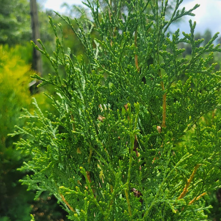 A close-up photo of the green, scaly foliage of Thuja occidentalis 'Thin Man' arborvitae