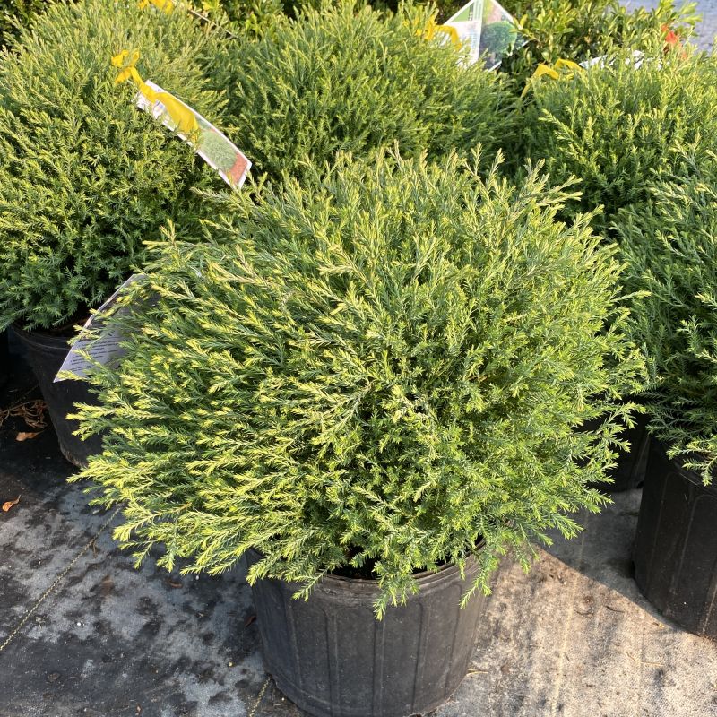 A round, dense green evergreen shrub in a black plastic nursery pot, photographed outdoors among other similar plants. Thuja occidentalis 'Bobozam' Mr. Bowling Ball (Dwarf Arborvitae)