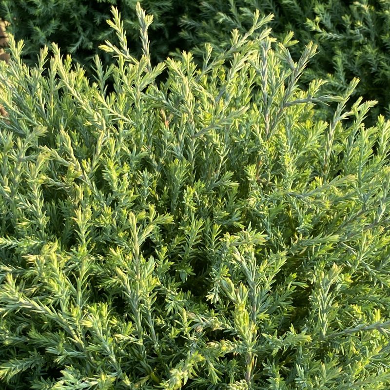 Close-up of a dense green evergreen shrub with fine needle-like foliage, photographed outdoors against a darker green background. Thuja occidentalis 'Bobozam' Mr. Bowling Ball (Dwarf Arborvitae)