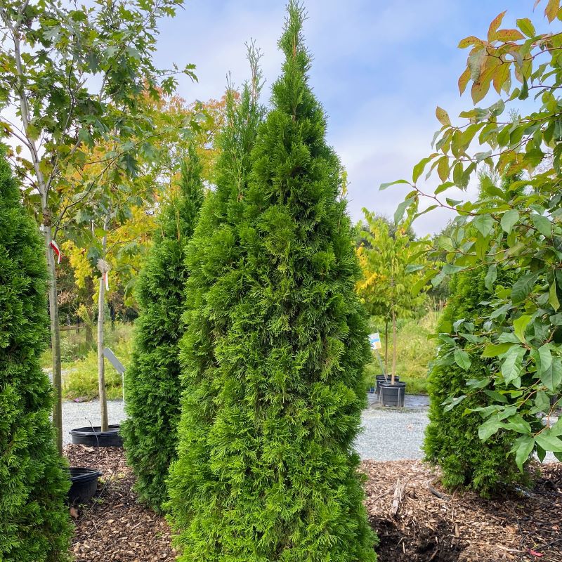 Thuja occidentalis 'Emerald Green' grown in a large pot.