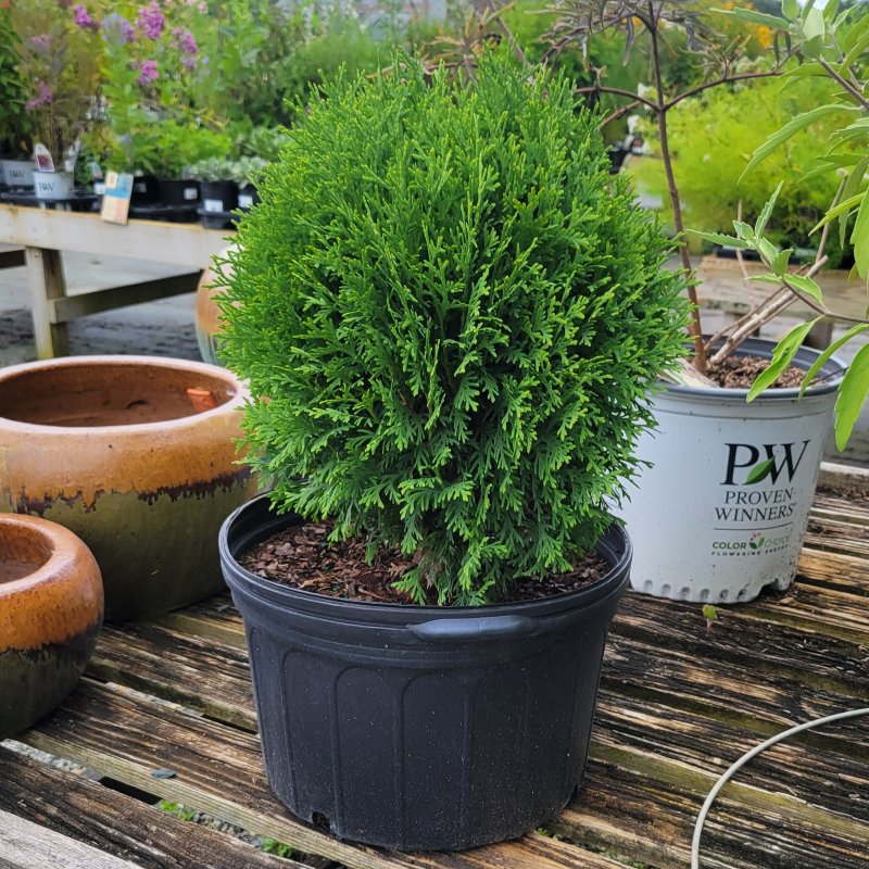 A small, globe-shaped specimen of Thuja occidentalis 'Hetz's Midget' arborvitae