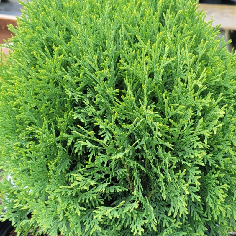 A close-up photo of the green, scaly foliage of 'Hetz's Midget' arborvitae