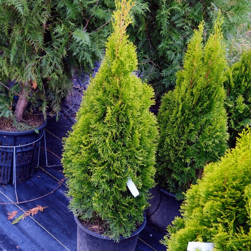 Thuja occidentalis Highlights™ with dark green foliage and yellow tips.