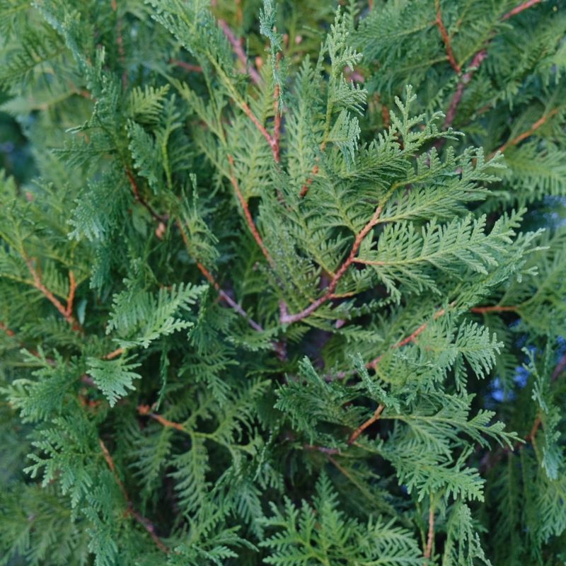 Close-up of dark green Thuja occidentalis 'Nigra' foliage.