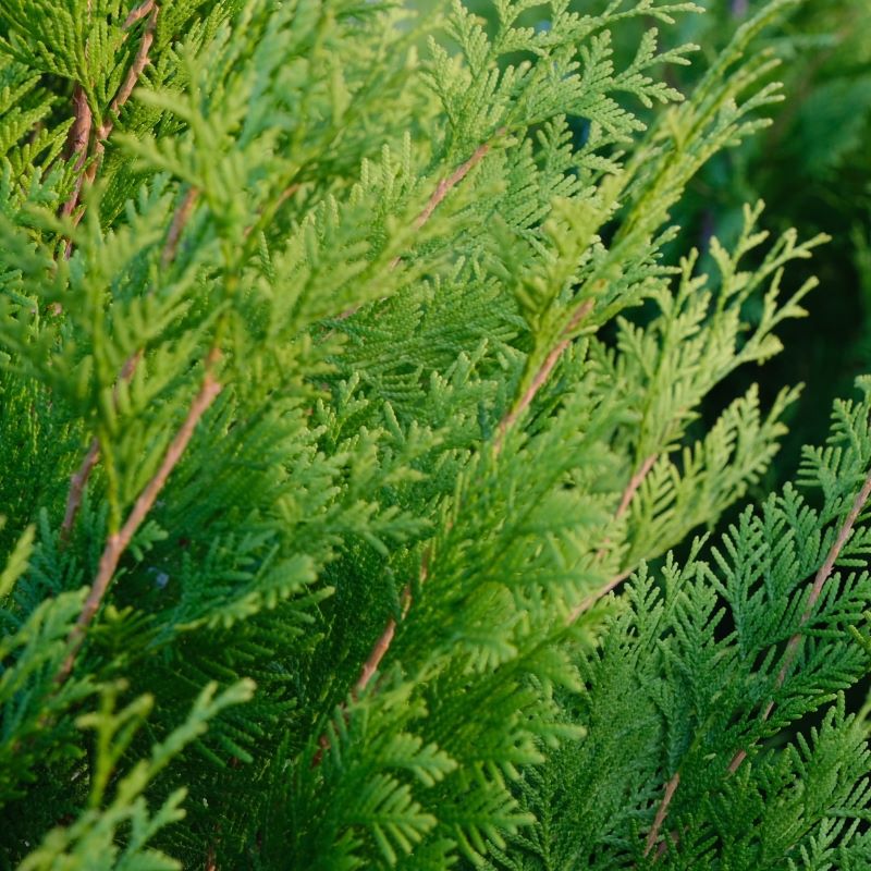 Close-up of yellow and green Thuja occidentalis Polar Gold® foliage.