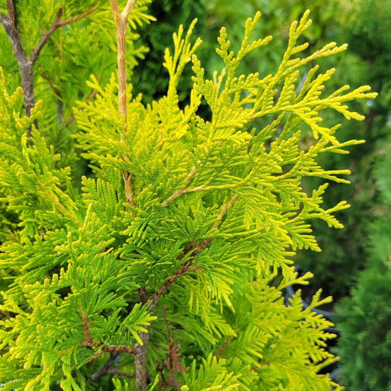 A close-up photo of the vibrant, yellow-green foliage of 'Yellow Ribbon' arborvitae (Thuja occidentalis)