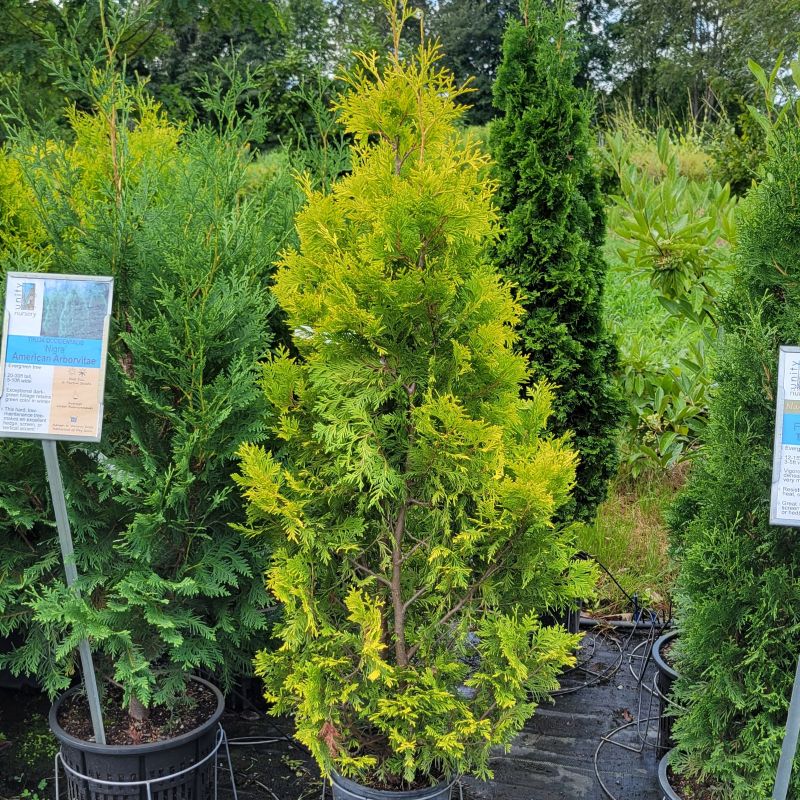 A photo of the upright structure and vibrant yellow-green foliage of Thuja occidentalis 'Yellow Ribbon' arborvitae