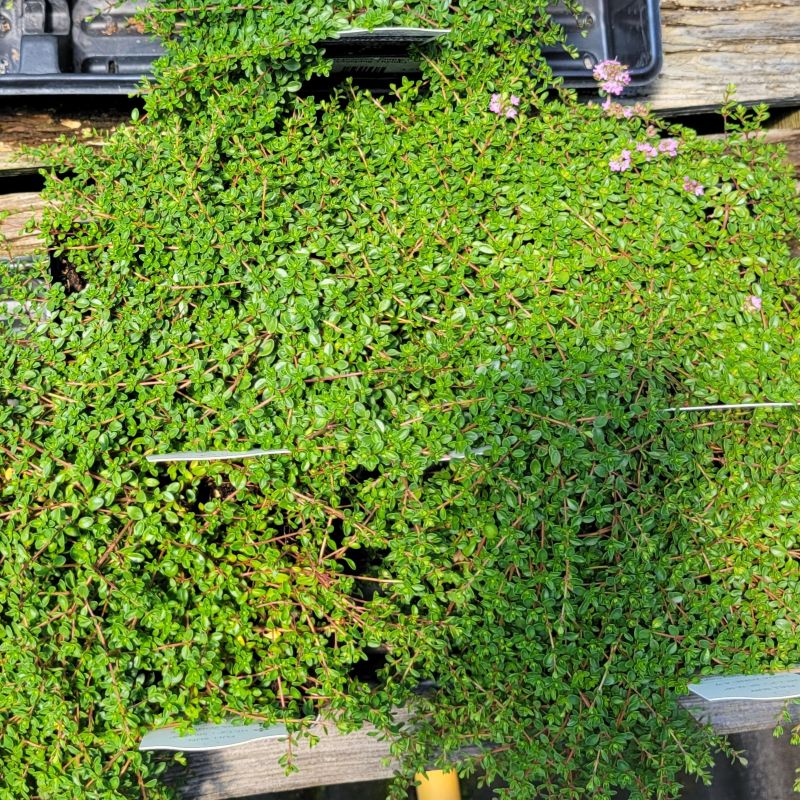A photo of several specimens of Thymus praecox 'Purple Carpet forming a dense carpet of foliage