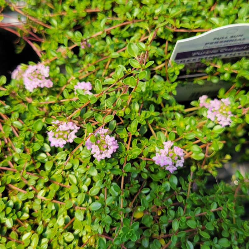 A close-up photo of the namesake profuse, light-purple flowers of Thymus praecox 'Purple Carpet'