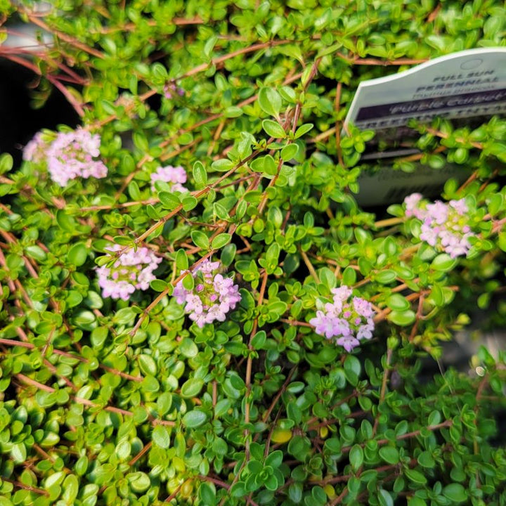 A close-up photo of the namesake profuse, light-purple flowers of Thymus praecox 'Purple Carpet'