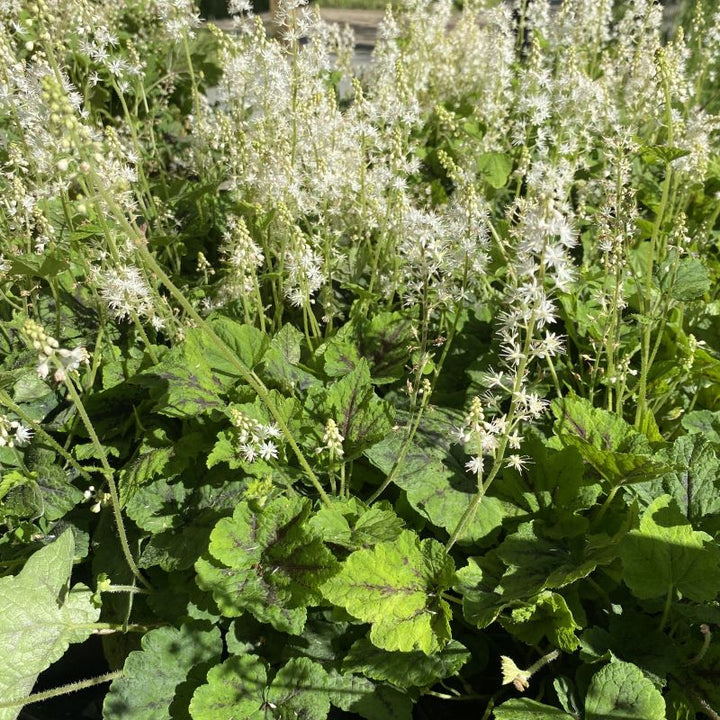 Tiarella cordifolia 'Running Tapestry' (Foamflower)