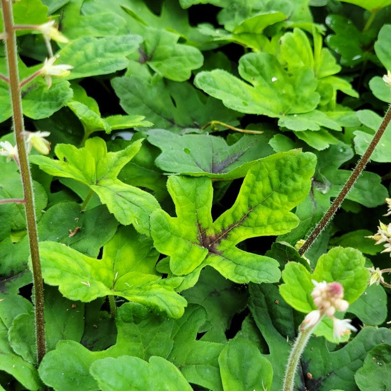 A close-up photo of the uniquely lobed foliage of Tiarella cordifolia 'Spring Symphony' foamflower