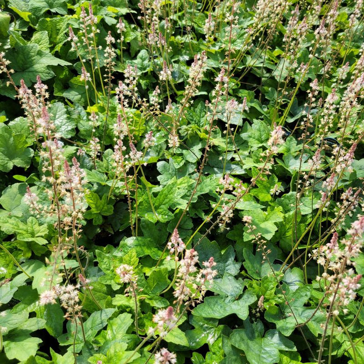 A field of Tiarella cordifolia var. collina 'Oakleaf' (Foamflower) grown as a group