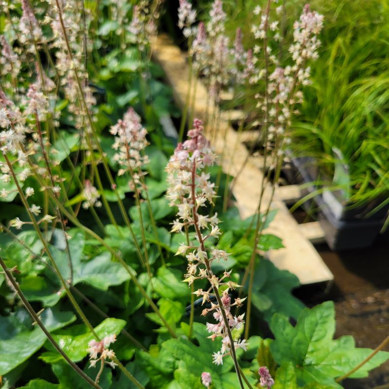 A close-up of the pink and white flowers and lobed foliage of Tiarella cordifolia var. collina 'Oakleaf' (Foamflower)