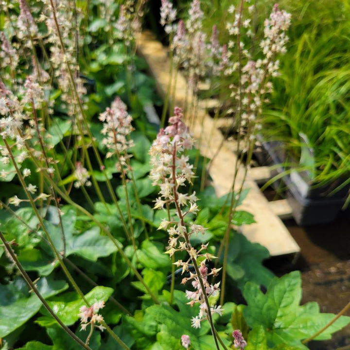 A close-up of the pink and white flowers and lobed foliage of Tiarella cordifolia var. collina 'Oakleaf' (Foamflower)