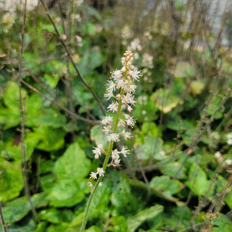 A close-up photo of an upright spike of small, white flowers on Tiarella x 'Elizabeth Oliver'