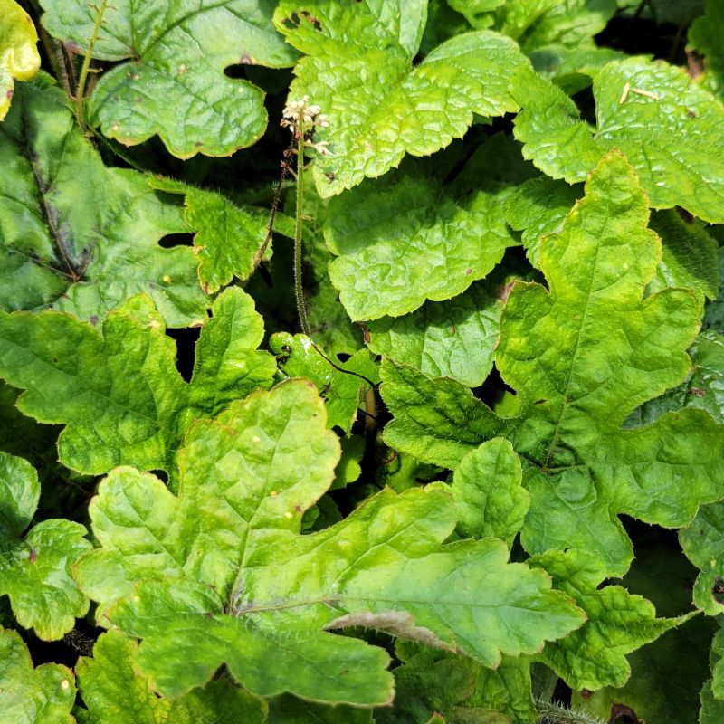 A close-up photo of the uniquely-shaped mottled green foliage of Tiarella x 'Elizabeth Oliver' hybrid foamflower