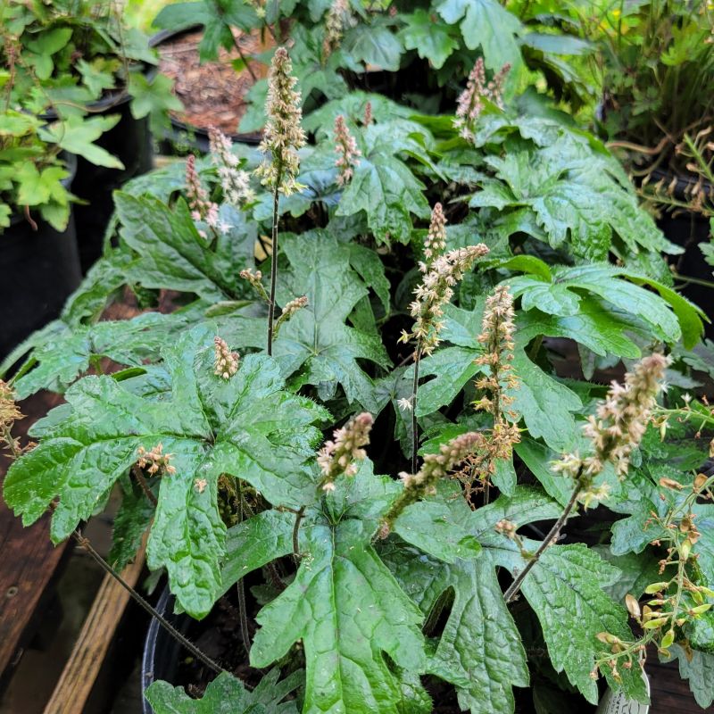 A photo of the deeply veined foliage and white, pink-tinged flower spikes of Tiarella x 'Pink Skyrocket'