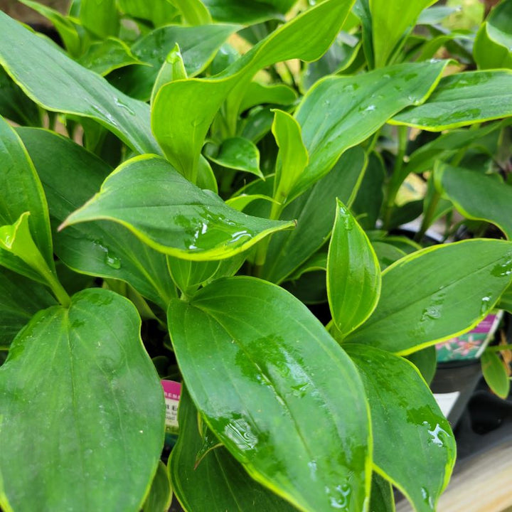 Close-up of the yellow-margined leaves of Tricyrtis formosana 'Gilt Edge' (Toad Lily)