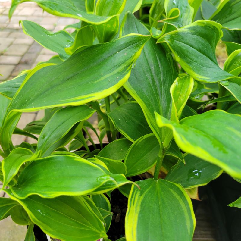 Close-up of the wavy lime-green and yellow variegation of Tricyrtis formosana 'Samurai' (Toad Lily)