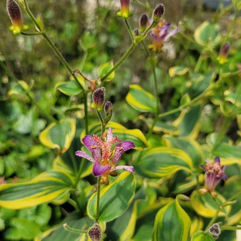 A close-up photo of the purple, spotted, lily-like flowers of 'Samurai' toad lily (Tricyrtis formosana)