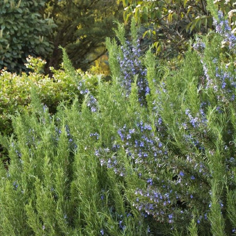 Mature Tuscan Blue rosemary plant with profuse blue flowers.