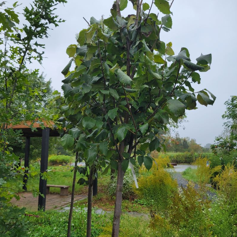 Upper branches and structure of Ulmus americana 'Jefferson' (Jefferson Elm or American Elm)