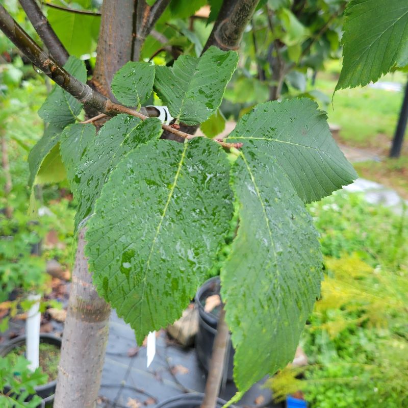 Close-up of the large lobed leaves of Ulmus americana 'Jefferson'