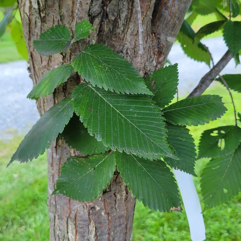A close-up photo of he dark green, heavily toothed leaves of Ulmus americana 'Princeton' (American Elm)