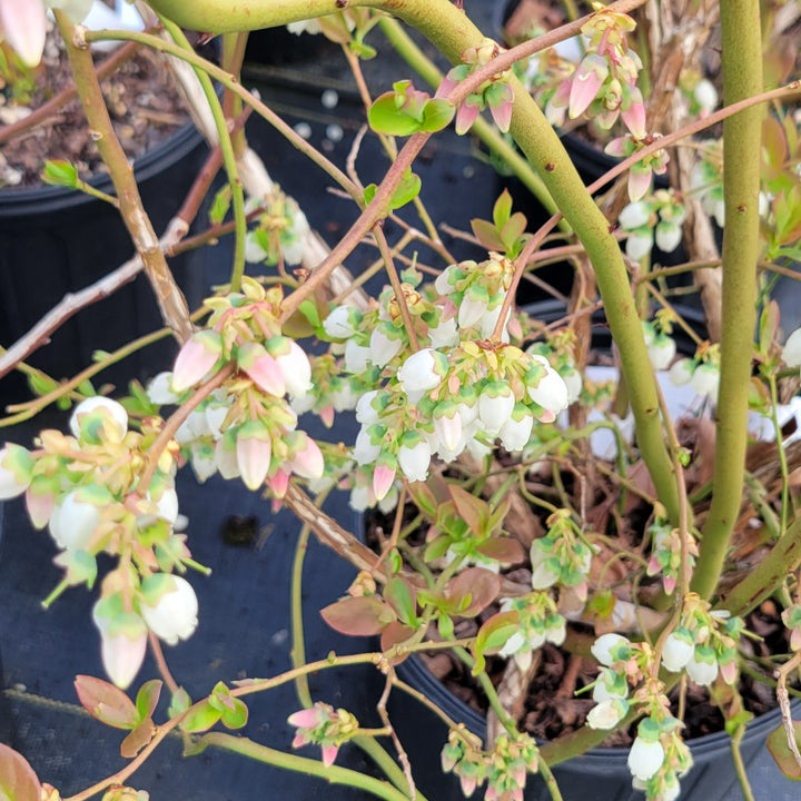 A close-up photo of the profuse, white and pink, bell-shaped flower clusters of Vaccinium corymbosum 'Blue Jay' highbush blueberry in early spring