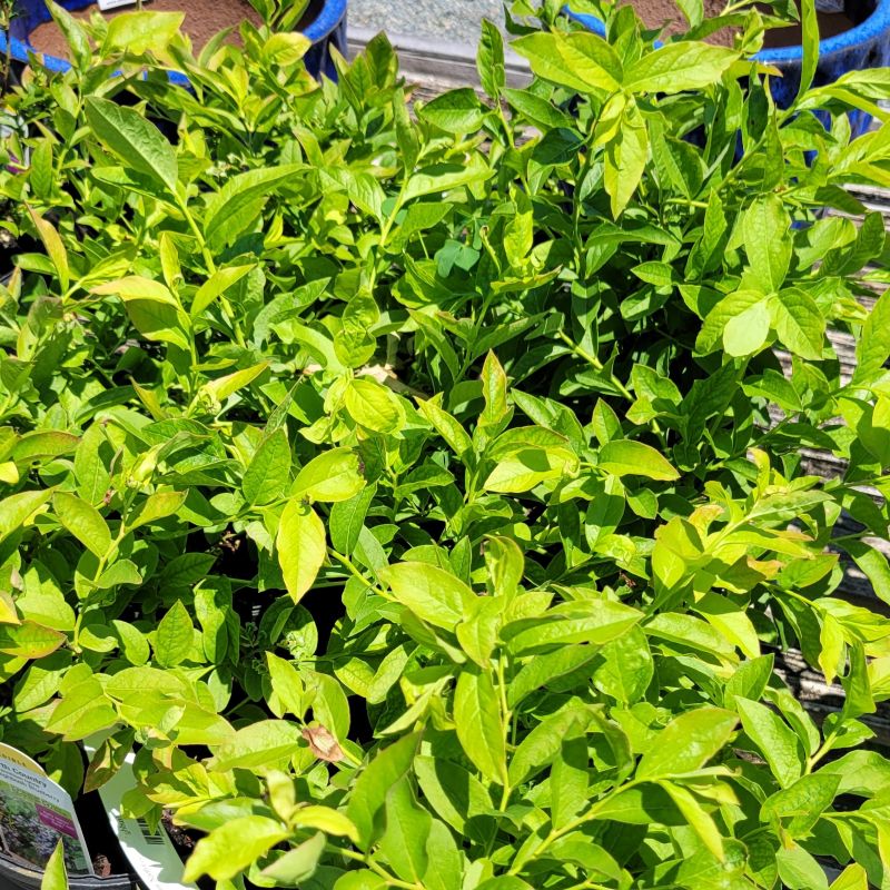 A close-up photo of the dense, bright green foliage of 'North Country' half-high blueberry