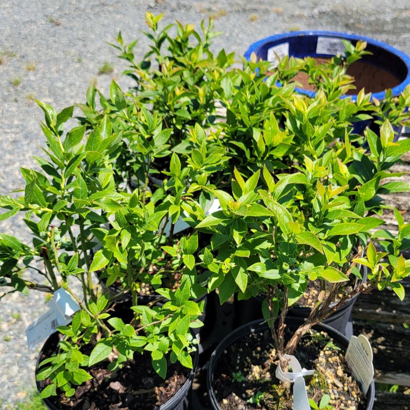 A photo of several compact 'Top Hat' half-high blueberry plants with glossy green leaves in 1-gallon containers
