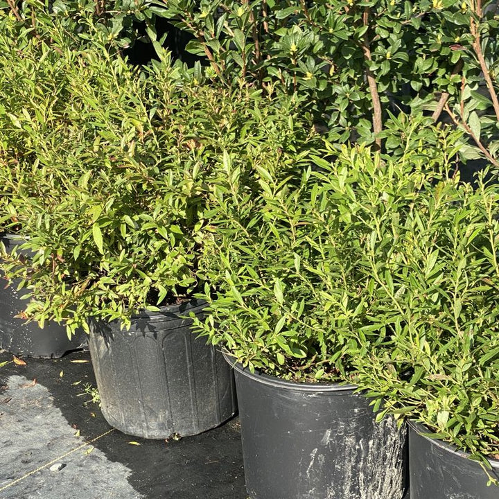 Vaccinium angustifolium (Lowbush Blueberry)