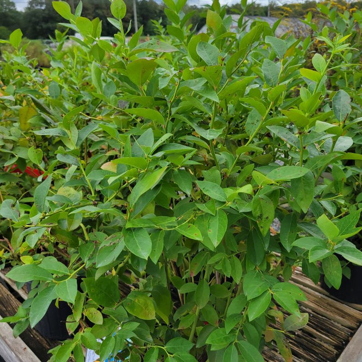 A photo of the dense, attractive green foliage of Vaccinium corymbosum 'Blue Jay,' grown in a 3-gallon pot.