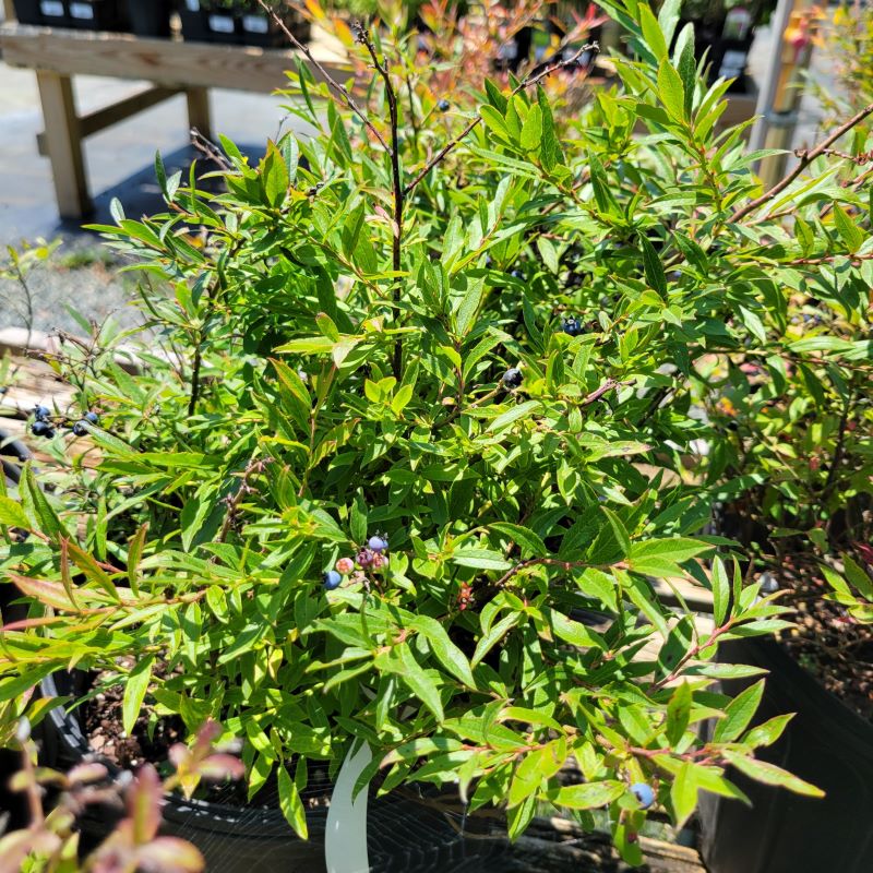 Low-growing structure and foliage of Vaccinium angustifolium (Lowbush Blueberry)