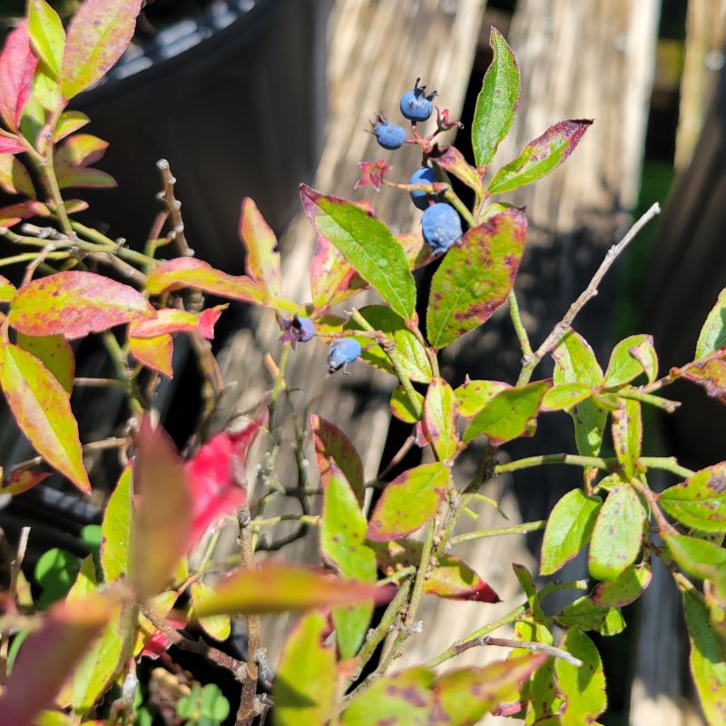 Close-up of the small, blue berries of Vaccinium angustifolium (Lowbush Blueberry)