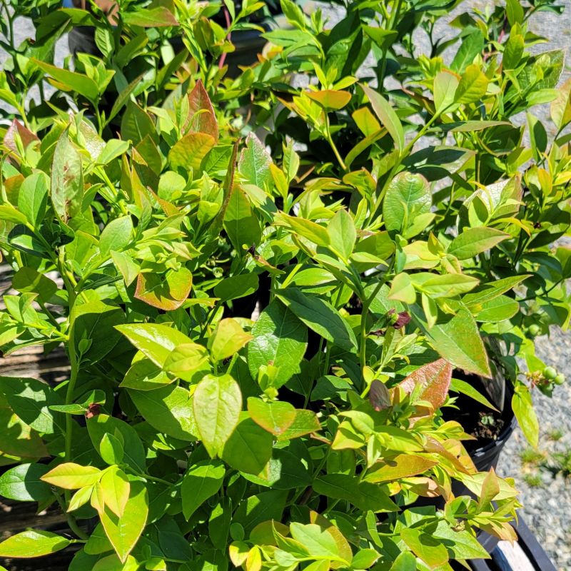 A photo of the glossy green and red-accented foliage of Vaccinium corymbosum 'Legacy' highbush blueberry