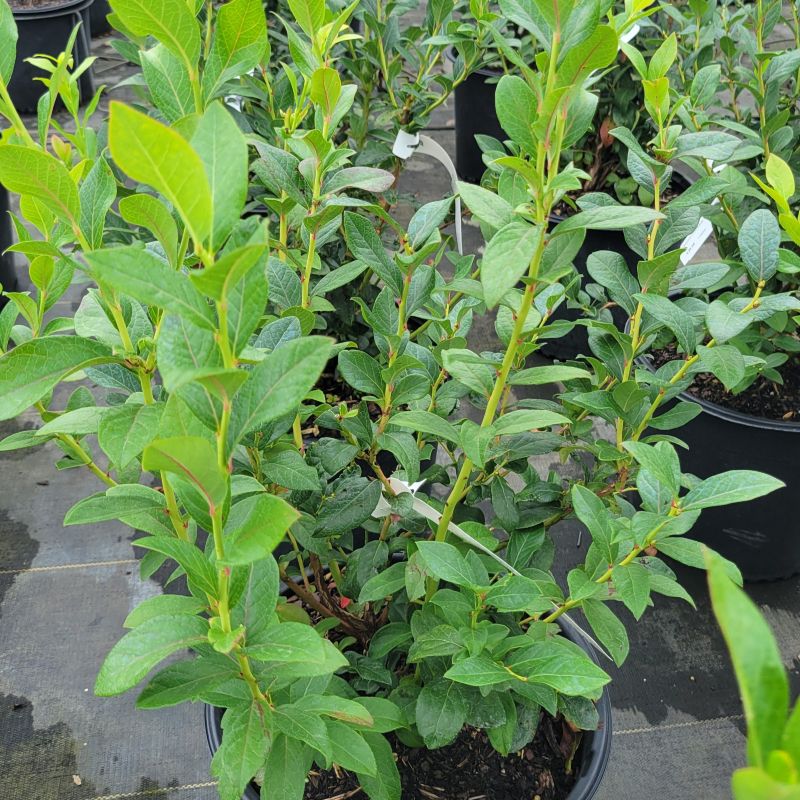 A photo of the attractive green foliage of Vaccinium corymbosum 'Patriot' highbush blueberry grown in a 3-gallon pot