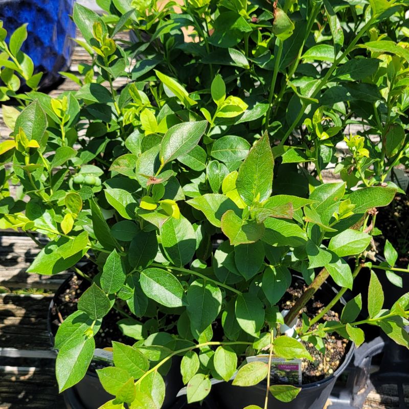 A close-up photo of the glossy green foliage of Vaccinium corymbosum 'Reka' highbush blueberry